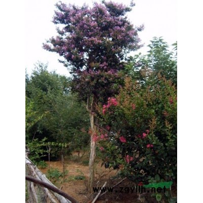 供應紫薇