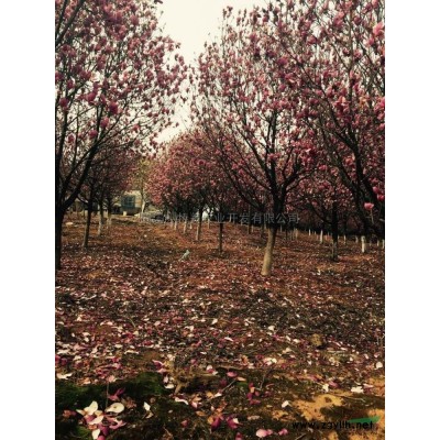 安徽櫻花基地*新報(bào)價(jià)/櫻花基地圖片