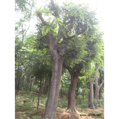 日本櫻花，吉野櫻花 武漢櫻花苗 櫻花樹 日本早櫻 日本晚櫻