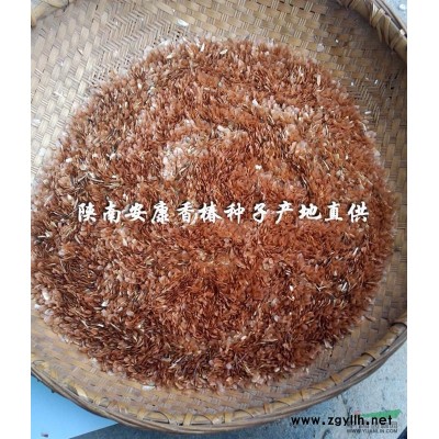 火棘苗 火棘樹 火棘樁