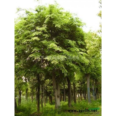 紅花紫薇小苗20公分高