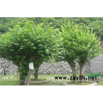 12公分以上美國絨毛白蠟