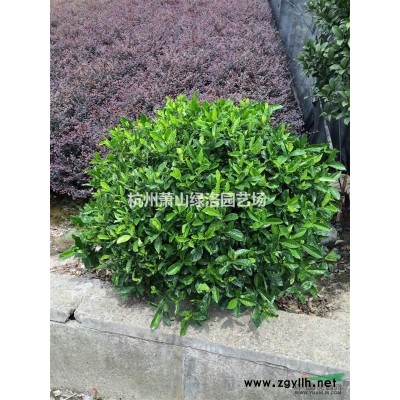 浙江省杭州市蕭山區供應西湖垂柳