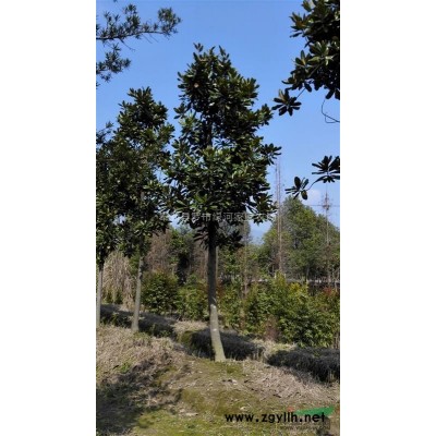 大量供應5-30cm桂花