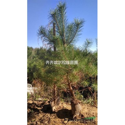 出售樟子松大地壟上定植苗