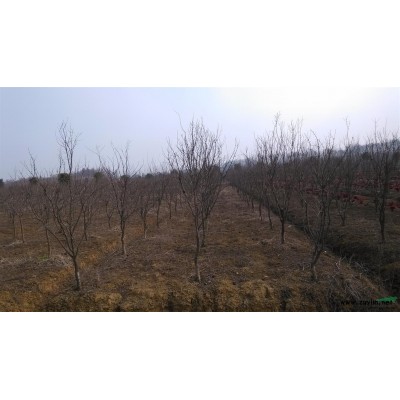 無錫地區處理16-20殺頭一年香樟