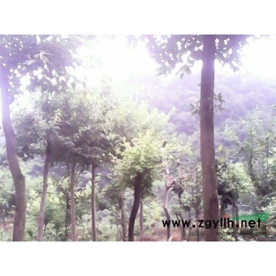 湖北地區供應成年大規格5~30公分枸骨