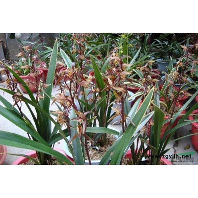 深圳供應(yīng)5斤袋雞冠花