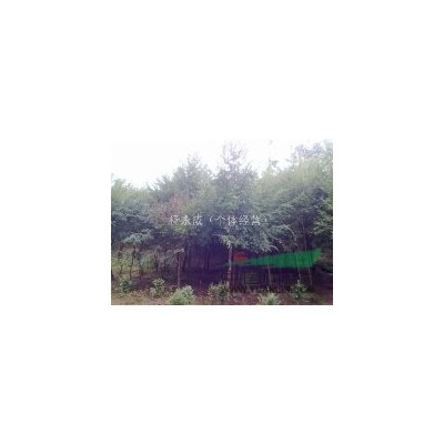 紅豆杉2到10公分