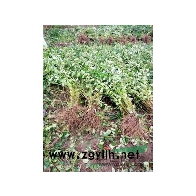 鈣果苗山西鈣果苗價(jià)格鈣果苗基地鈣果苗批發(fā)