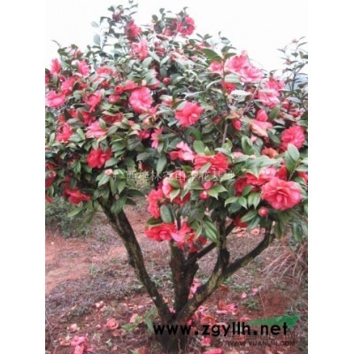 茶花！優質嫁接砧木茶花！10年苗！