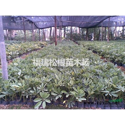 供應鵝掌柴.福建鴨腳木.漳州鴨腳木