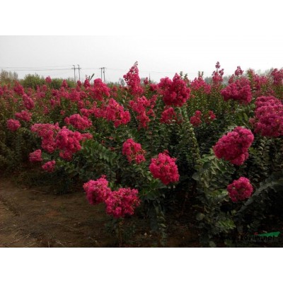 供應紫薇苗 百日紅