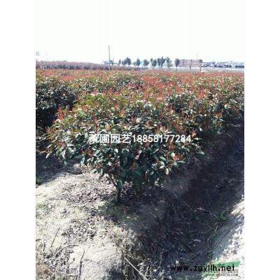 出售P100-P120金邊黃楊球