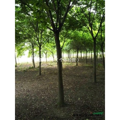 上海,供應5-50公分櫸樹