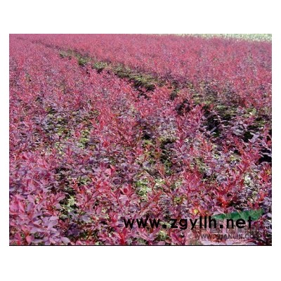 欒樹  江蘇欒樹