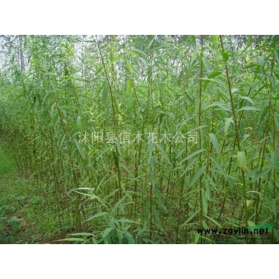 欒樹、合歡、垂柳、揚樹、櫸樹、國槐