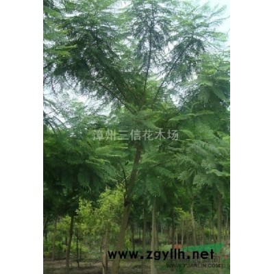 華棕（老人葵）