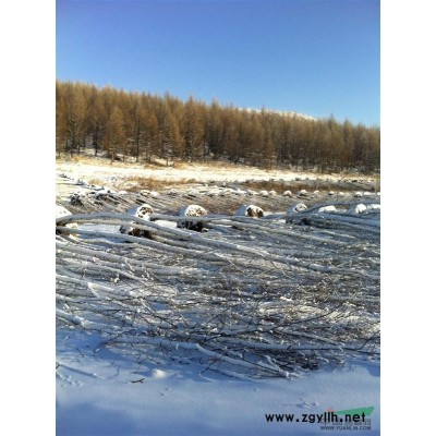 呼倫貝爾地區供應，樟子松，云杉，白樺樹