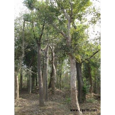 肥西樸樹(shù)，優(yōu)質(zhì)樸樹(shù)