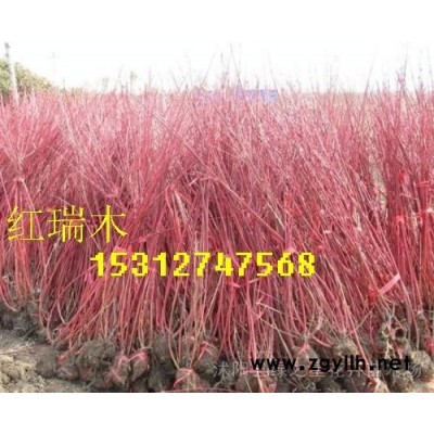 金葉女貞/金森女貞/小葉女貞/高桿女貞種子和小苗