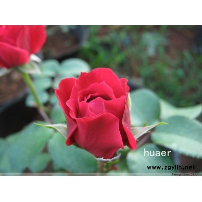 1.5m小葉女貞球、水蠟球、精品球類