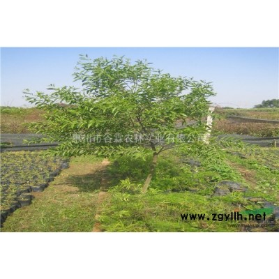 印度檀香種植基地｜檀香苗木｜印度檀香苗木供應(yīng)｜谷霖種植