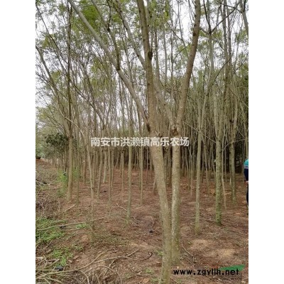 藍(lán)花楹5-18公分地苗、袋裝苗批發(fā)