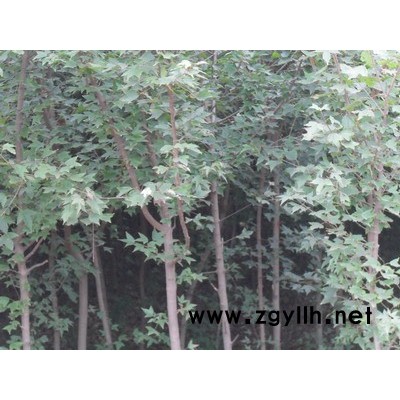 出售各種規格各種品種的野生大樹