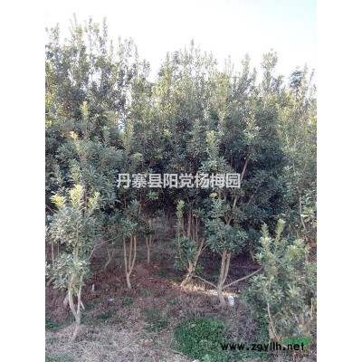 出售大批楊梅樹