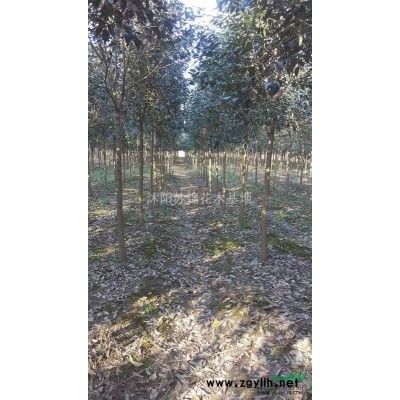 碧桃價格/紅葉碧桃報價