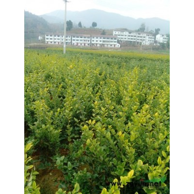 有紅花繼木杯苗、紅葉石楠杯苗出售