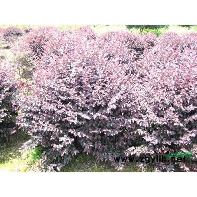 桔中苗供應(yīng)/桔中苗圖片