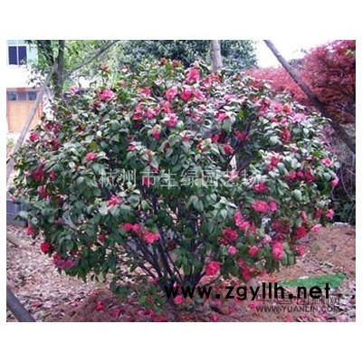 青珊瑚，又名法國冬青