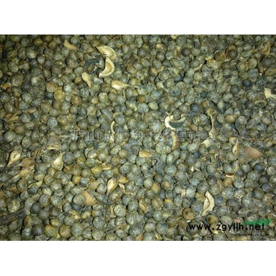 大量供應 （米徑）2—3—4公分 紅葉石楠