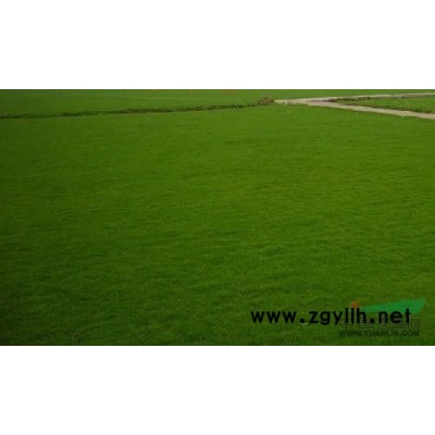 供應：百慕大、馬尼拉、混播黑麥草