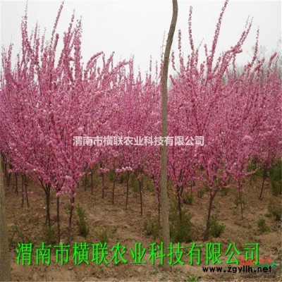 紅葉李   規格*，數量充足、品質上乘、價位低廉，成活率高