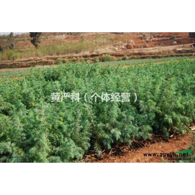 雪松 高度30-60公分 冠徑20-30公分．大批量直銷