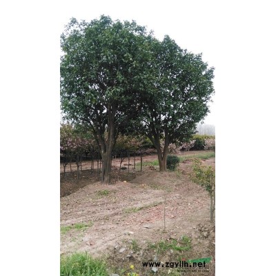 供應香泡，香緣，紅桔等各類果樹