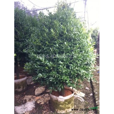 大量供應五色十八學士