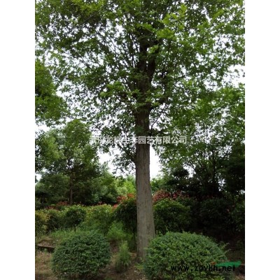 大量供應銀杏、欒樹、桂花、香樟、紅葉石楠各種綠化苗木