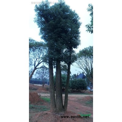 供應(yīng)越南抱莖茶扦插小苗