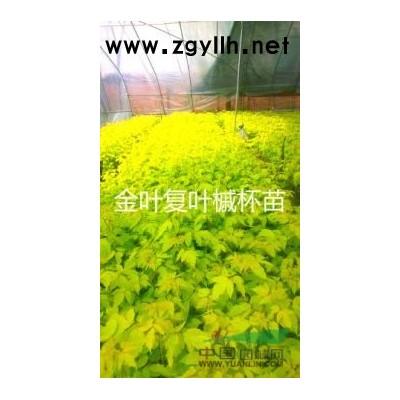 金葉衛(wèi)矛小苗