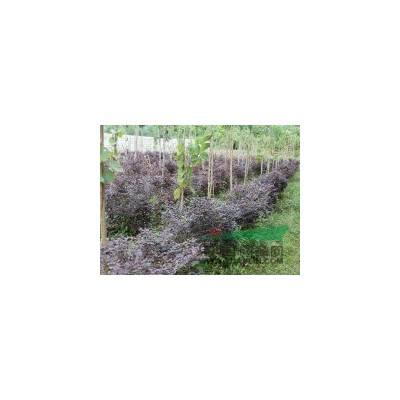 福建紅花繼木|紅花繼木球