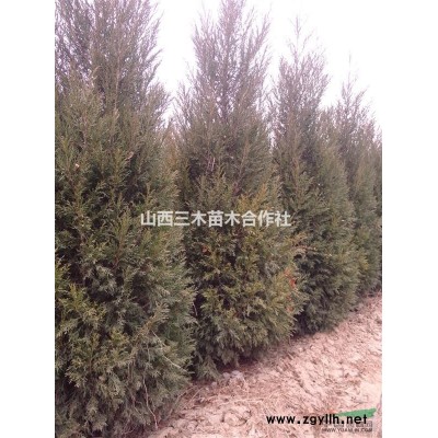 大量國槐蜀儈雪松青桐出售 自產(chǎn)自銷量大從優(yōu)