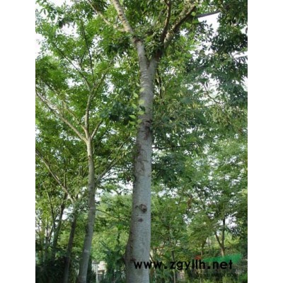 小丑火棘、小丑火棘價格、小丑火棘圖片