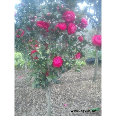 山茶花/赤丹茶花/五彩茶花