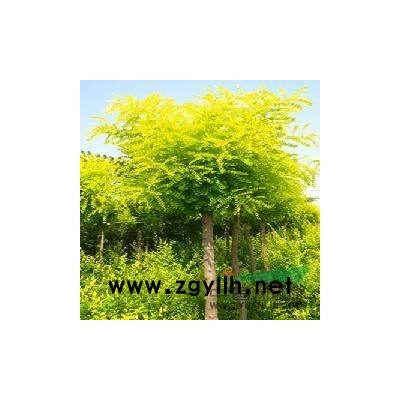 造型小葉女貞樹，造型龍柏，造型五針?biāo)?/></a>
<div><a href=