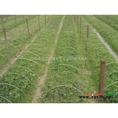 供桂花苗 金桂苗 銀桂苗 丹桂苗 紅桂花苗