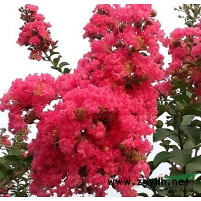 玫瑰紅紫薇公司哪家好|低價銷售玫瑰紅紫薇